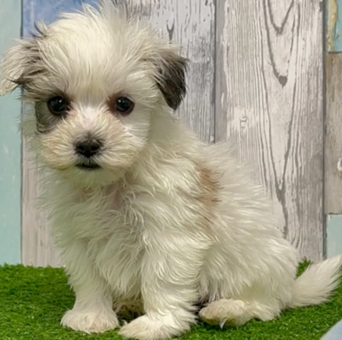gray and white havachon puppy